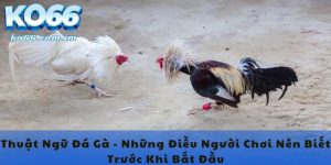 Thuật Ngữ Đá Gà - Những Điều Người Chơi Nên Biết Trước Khi Bắt Đầu